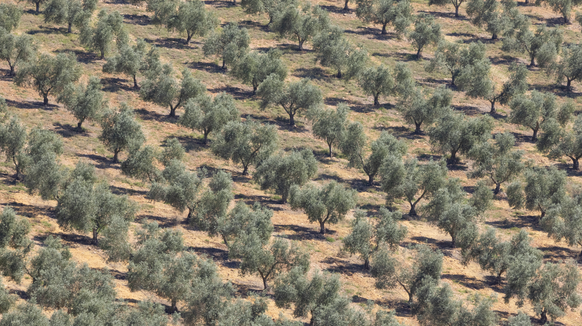Ein Olivenhain in Spanien: Es ist (mal wieder) zu trocken.