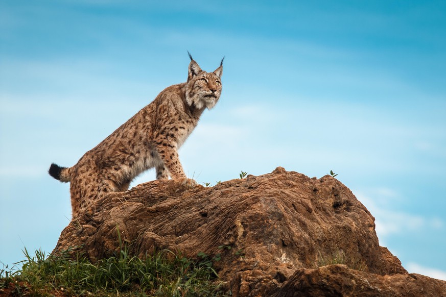 Lynx climbed on a rock looking towards the horizon. blue sky in the background