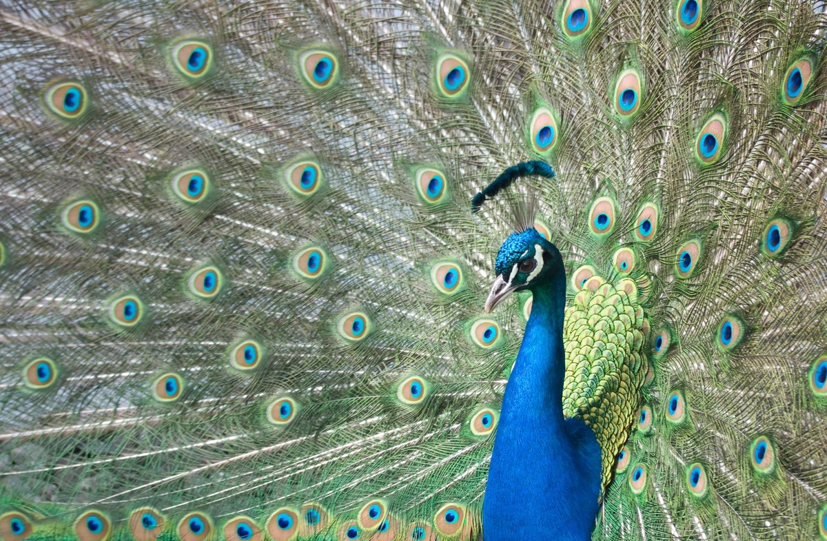 A close up of a peacock with spread tail