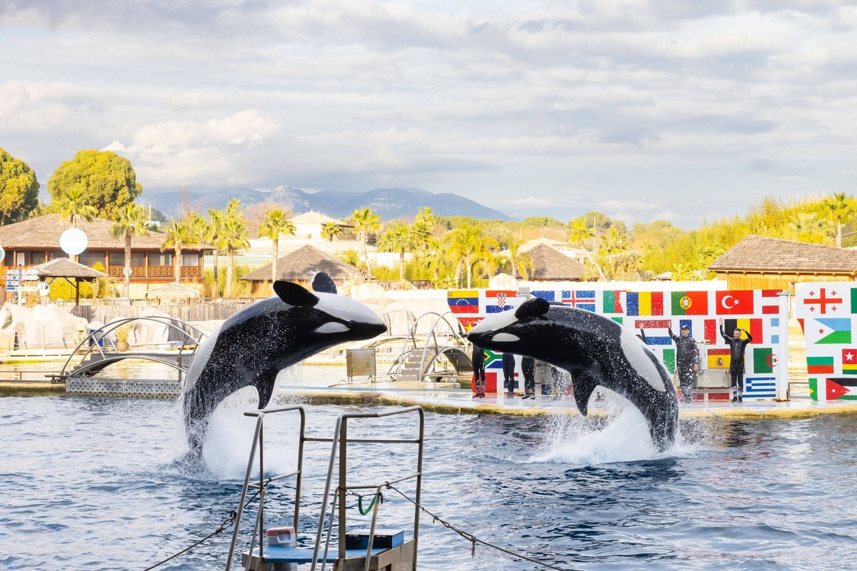 News Themen der Woche KW01 News Bilder des Tages Frankreich, letzter Tag im Meereszoo von Antibes Last Day Before The Final Closure Of Marineland - Antibes The famous Marineland water park, located in ...