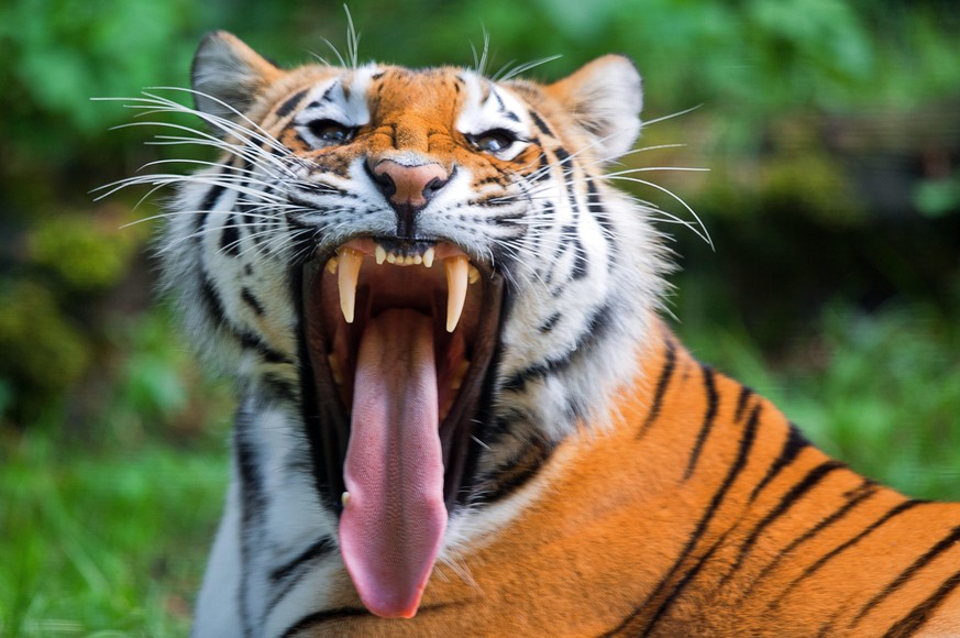 Ein sibirischer Tiger gähnt im Zoo von Schwerin.