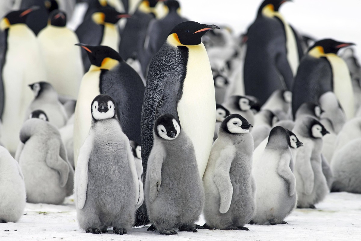 Eine Kaiserpinguin-Familie.