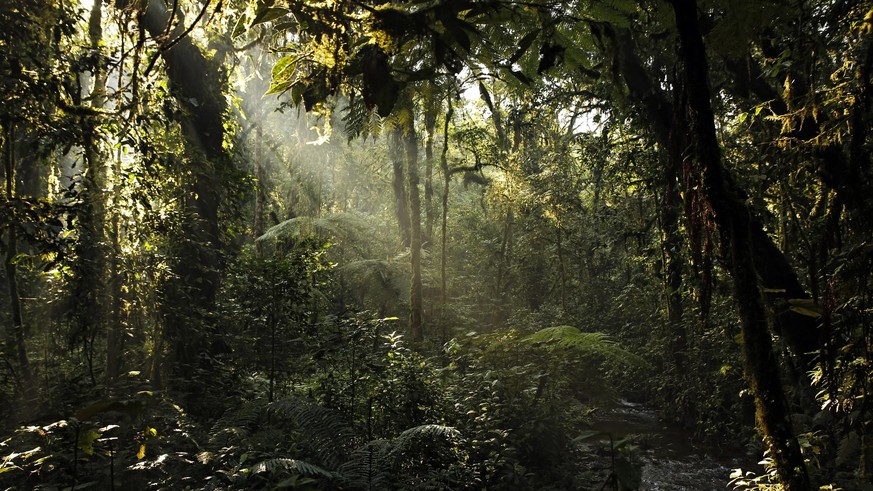 Regenwald in Uganda