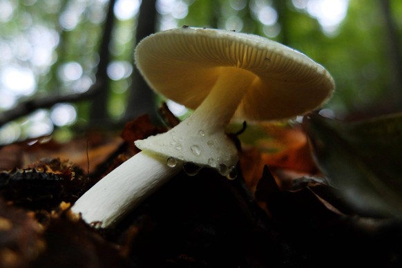 Bildnummer: 60575857 Datum: 06.10.2013 Copyright: imago/Becker&amp;Bredel
Dieser weiße Knollenblätterpilz steht am Sonntag (6.10.2013) im Wald in Saarbrücken-Ensheim. Der Pilz ist ein typischer Herbst ...