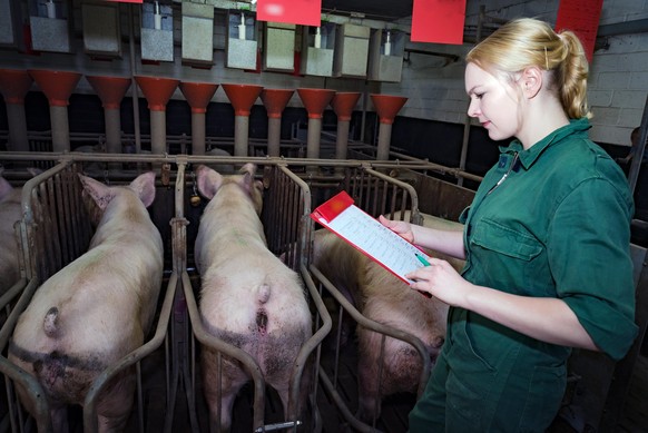 Ein Großteil der Arbeiten in der Ferkelerzeugung besteht aus Tierkontrolle und Dokumentation z.B. die Erfassung biologischer Daten oder auch Impfmaßnahmen, die später in die Sauenplanerprogramme einge ...