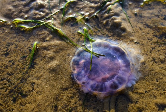 Jellyfish on south beach on July 01, 2022 in Wyk, Foehr Island, Germany.