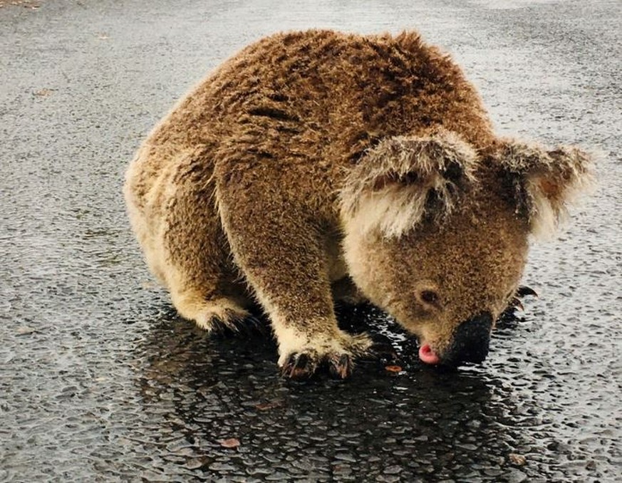 Ein Koala stillt seinen Durst nach Regenfällen in Australien.