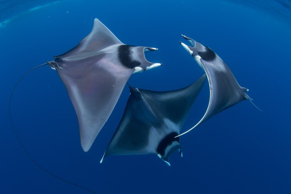 Courting spinetail devil rays (Mobula japanica), Honda Bay, Palawan, the Philippines, Sulu Sea
