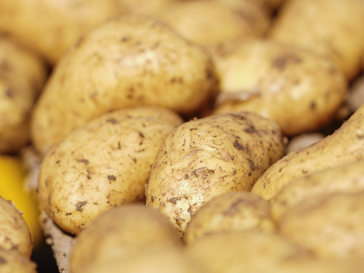 ARCHIV - 18.06.2021, Rheinland-Pfalz, Weingarten: Kartoffeln der Sorte Annabelle liegen beim Start der Frühkartoffel-Ernte auf dem Transportband eines Kartoffelroders. (zu dpa: «Pfälzer Grumbeere» zie ...