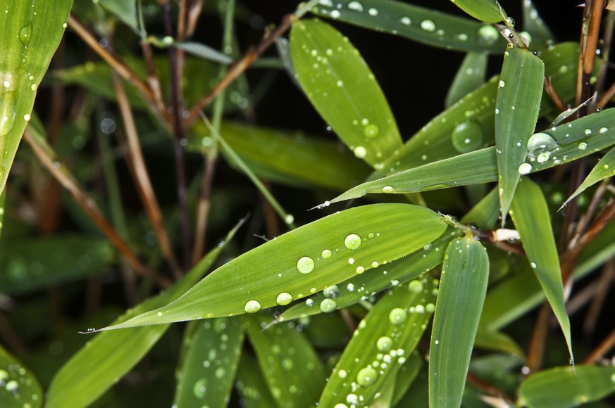 Das gespeicherte Wasser in Pflanzen spielt eine signifikante Rolle für den Wasserkreislauf.