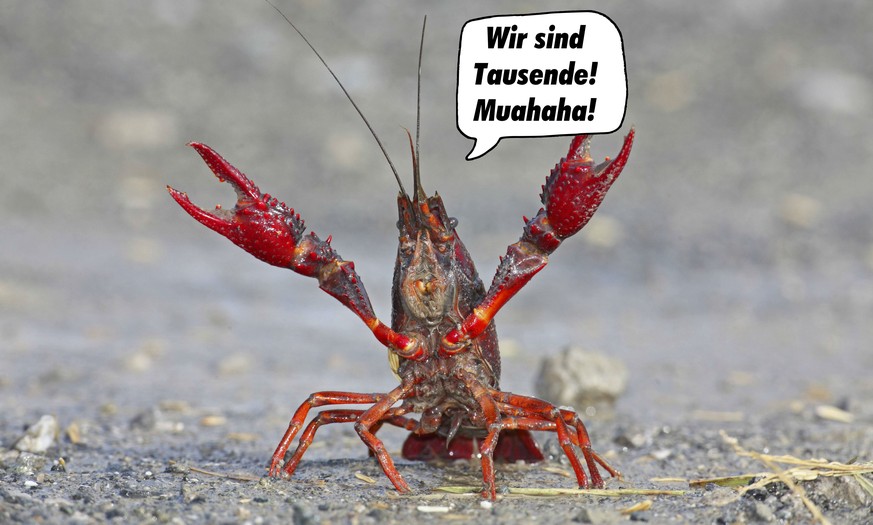 Sumpfkrebs-Fang in Berlin boomt – ein Fischer fing 8500 Tiere im 1. Monat