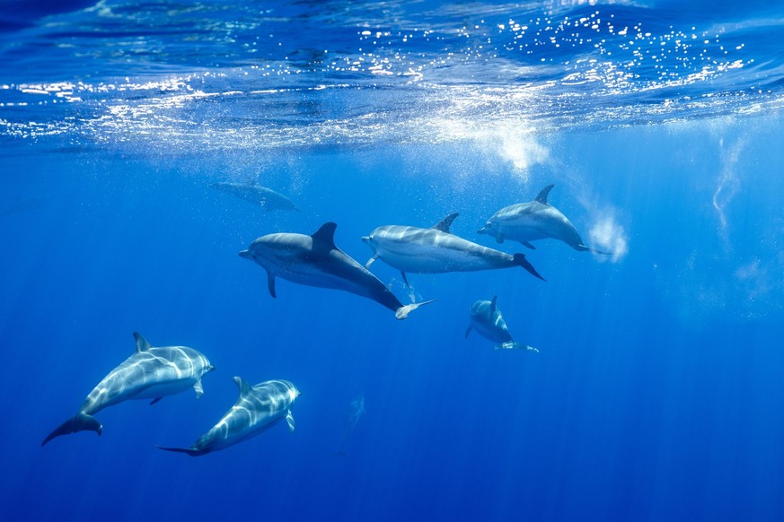 A pod of common dolphins swims underwater Sanary-sur-Mer, Provence-Alpes-Côte d Azur, France CR_JFZH240120-1325604-01