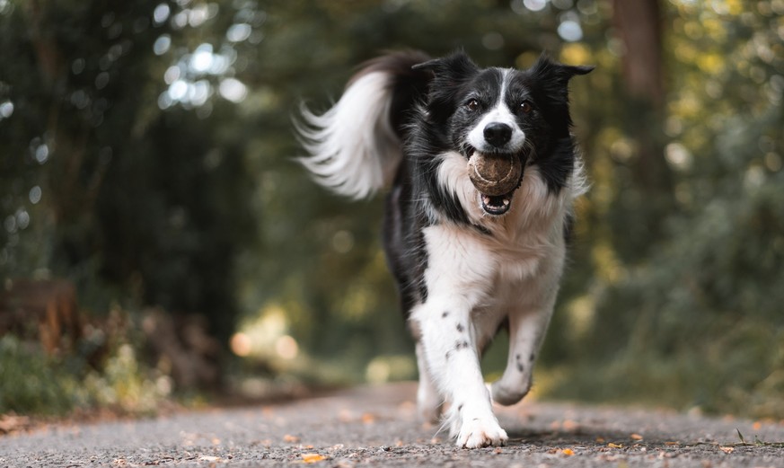 Fellflusen von Hunden zu nachhaltiger Mode machen – das ist die Idee von "YarnSustain".