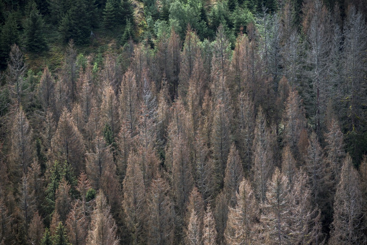 06.08.2023, Bayern, Ludwigsstadt: Abgestorbene Fichten stehen in einem Waldgebiet im Frankenwald. Aktion des Bund Naturschutzes gegen Waldsterben und Klimakrise. Rund um die 120 BN-Mitglieder und Mitg ...