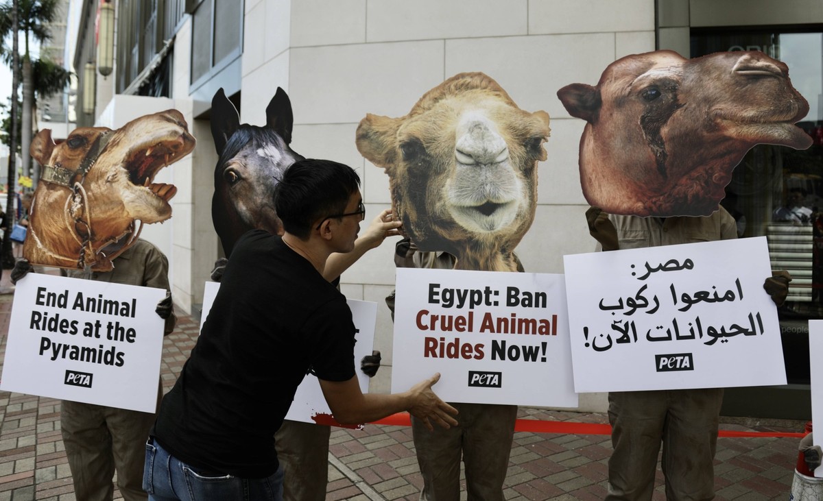 October 4, 2024, Hong Kong, CHINA: Staffs of the PETA Asia Pacific Office staged protest outside EGYPT CONSULATE GENERAL in Hong Kong condemning Egypt s ongoing serious animal abuses, calling for bann ...