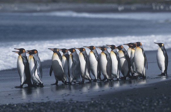 UK South Georgia Island colony of King Penguins marching on beach side view , 10038332.jpg, nobody, outdoors, day, side view, full length, walking, small group of animals, nature, animals in the wild, ...