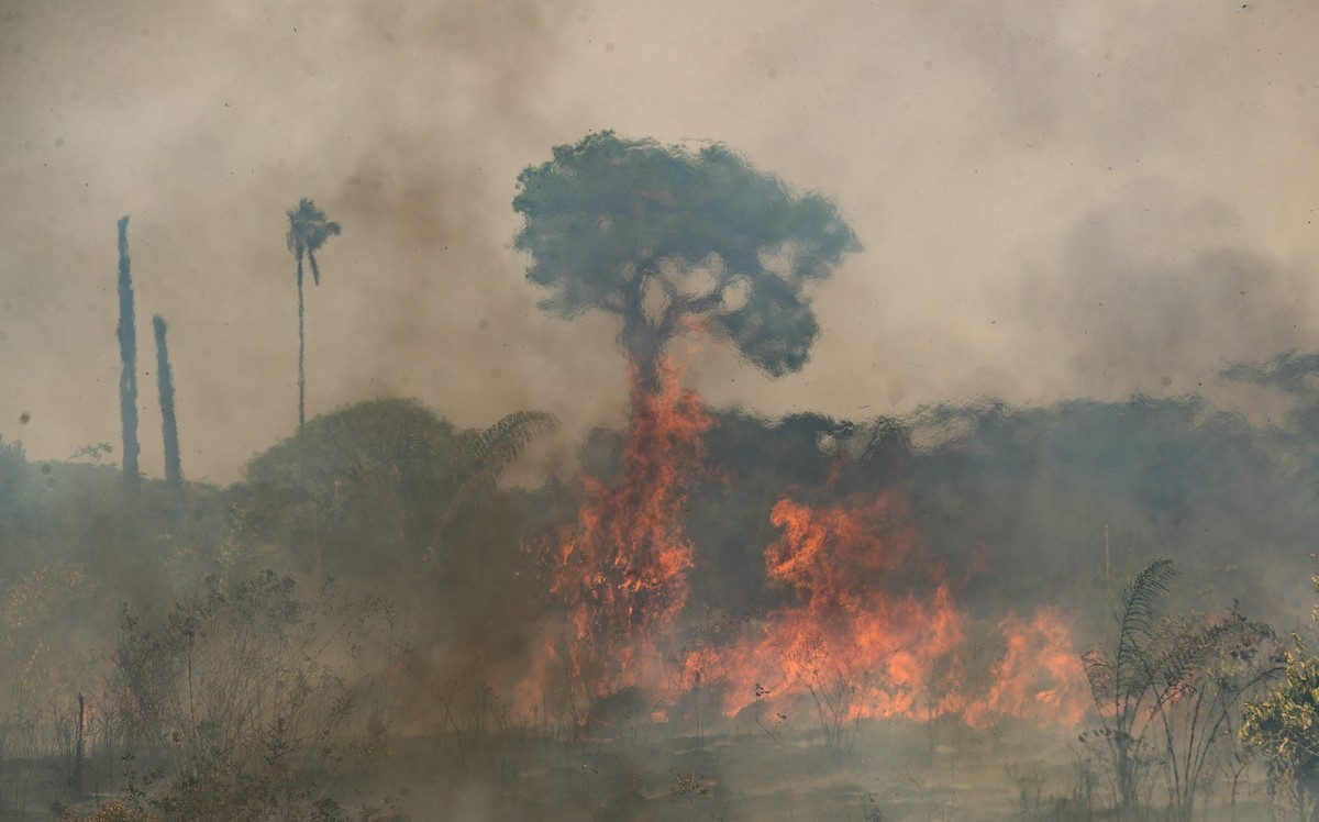ARCHIV - 15.08.2020, Brasilien, Novo Progresso: B�ume und Str�ucher stehen in einem Feld im Amazonas-Regenwald in Flammen. (zu dpa: �Fast ein Viertel Brasiliens brannte seit 1985�) Foto: Andre Penner/ ...
