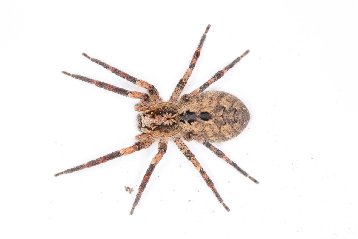Die Zeichnung auf der Nosferatu-Spinne erinnert an das Gesicht von Nosferatu.