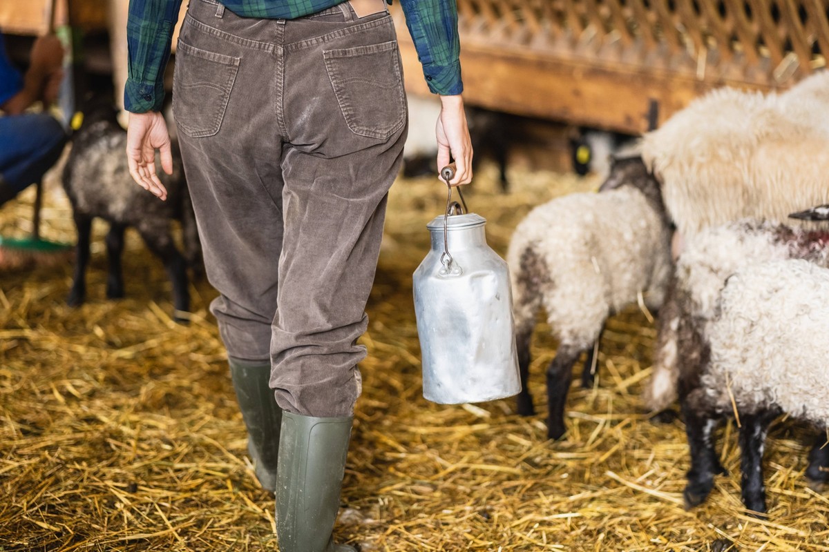 milchkanne,schafe,landwirtin,kanne,kannen,milchkannen,schaf,bauer,bauern,b