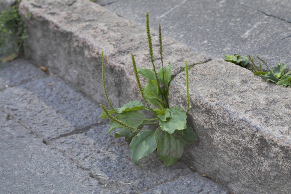 Breit-Wegerich, Breitwegerich, Grosser Wegerich Plantago major, waechst an einem Bordstein, Deutschland common plantain, greater plantain, broadleaf plantain, nipple-seed plantain, white man s footpri ...