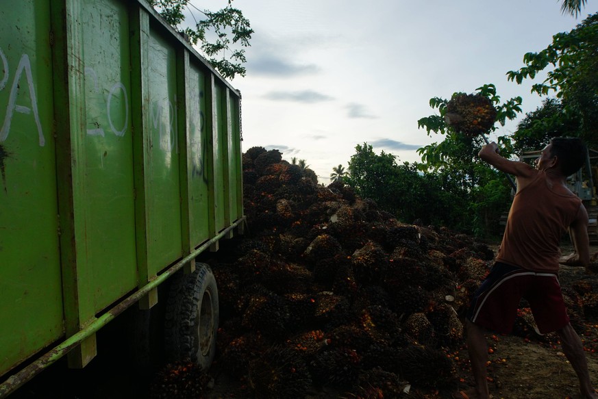 Indonesia: Palm oil farmer An oil palm farmer in South Konawe Regency is collecting his palm oil crops which are then sold to palm oil processing companies. Kendari Southeast Sulawesi Indonesia Konawe ...
