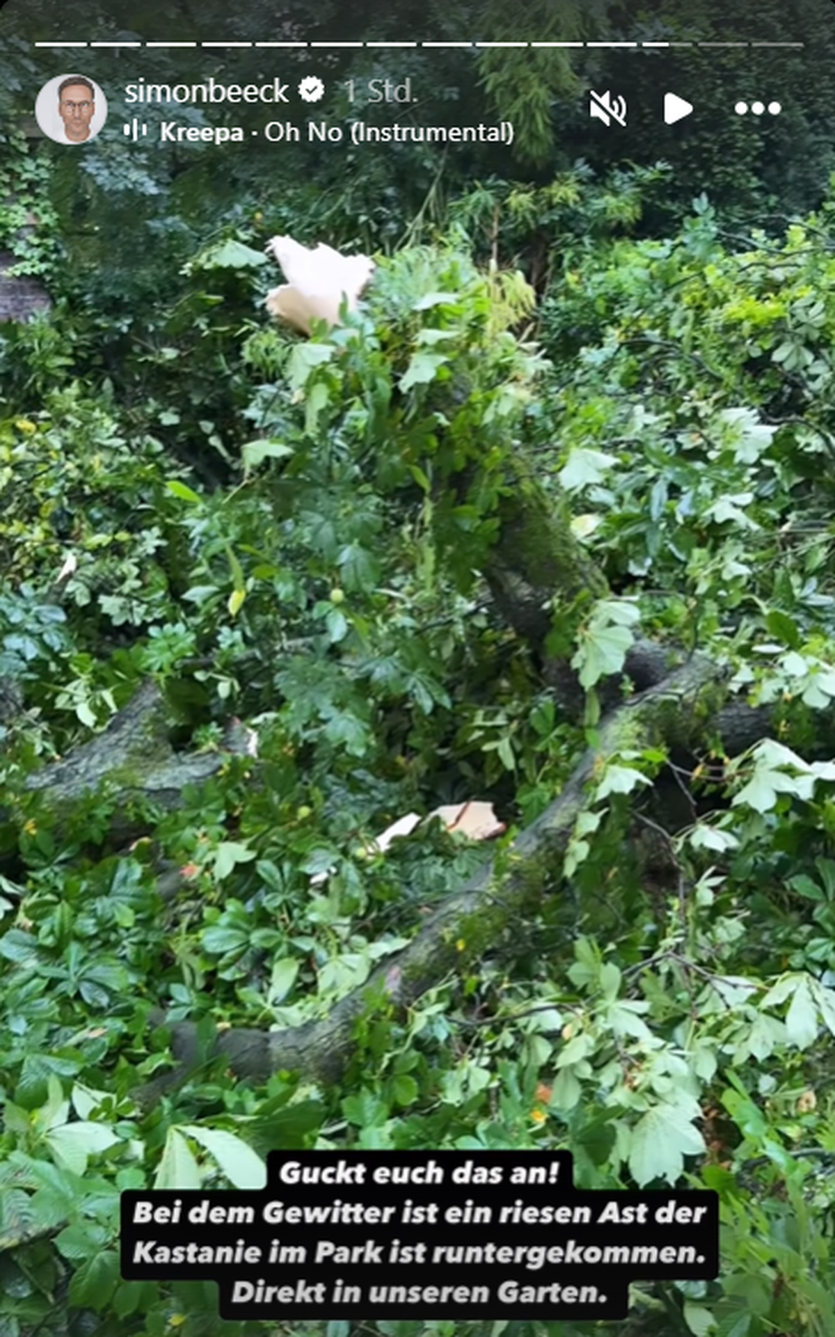 Der Ast gehört eigentlich zum Baum im angrenzenden Park.