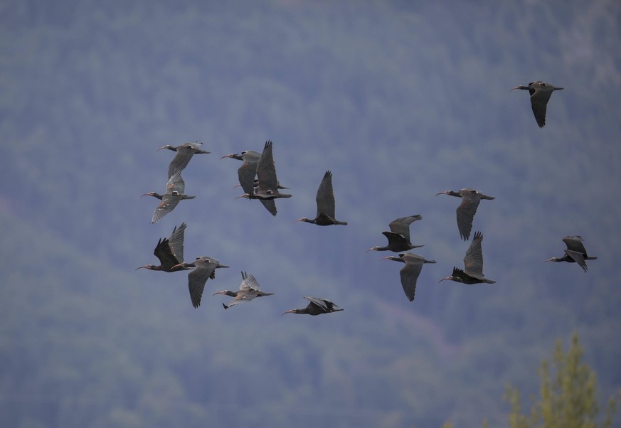 Ein Schwarm selterner Waldrapp Geronticus eremita im Flug, Voralpenland,