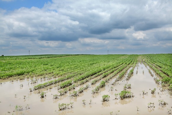 Agricultural natural disaster, flooded soy field in spring