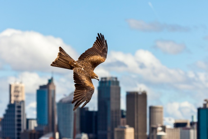 Studie legt nahe, dass akustische Signale Vögel von Glasfassaden fernhalten