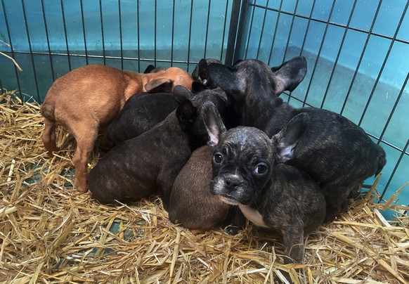 ARCHIV - 07.12.2021, Nordrhein-Westfalen, Köln: Kleine französische Bulldoggen-Welpen sind in einer Wohnung in Köln-Kalk in einem Gehege zu sehen. In einer Wohnung in Köln wurden 16 Hundewelpen sicher ...