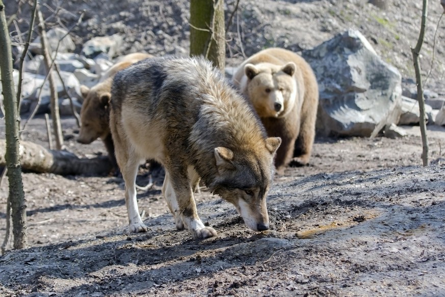 Meeting of an European grey wolf (Canis lupus) and a brown bear (Ursus arctos)