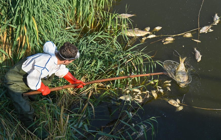 16.08.2022, Brandenburg, Schwedt: Andreas Hein, Ranger bei der Naturwacht Brandenburg, steht mit Schutzbekleidung im deutsch-polnischen Grenzfluss Westoder, nahe dem Abzweig vom Hauptfluss Oder und ho ...