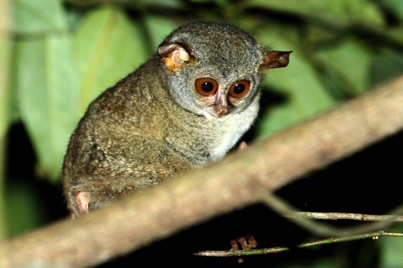 May 8, 2015 - Sangihe Island, North Sulawesi, Indonesia - SANGIHE ISLAND, INDONESIA - MAY 10: Tarsius sangirensis on tree at Sangihe island on May 08, 2015 in North Sulawesi, Indonesia. The Sangihe ta ...