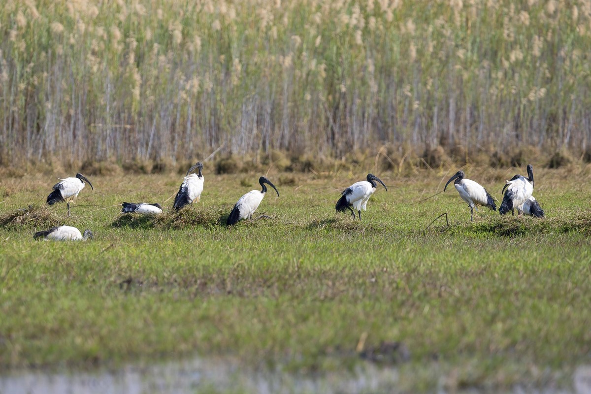 Heiliger Ibis Threskiornis aethiopicus, Gruppe, Bangweulu S�mpfe, Sambia, Afrika *** Saint Ibis Threskiornis aethiopicus , Group, Bangweulu swamps, Zambia, Africa Copyright: imageBROKER/ErichxSchmidt ...