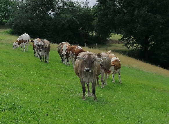 Kühe sind Wiederkäuer, die bei ihrer Verdauung das klimaschädliche Methangas ausstoßen.