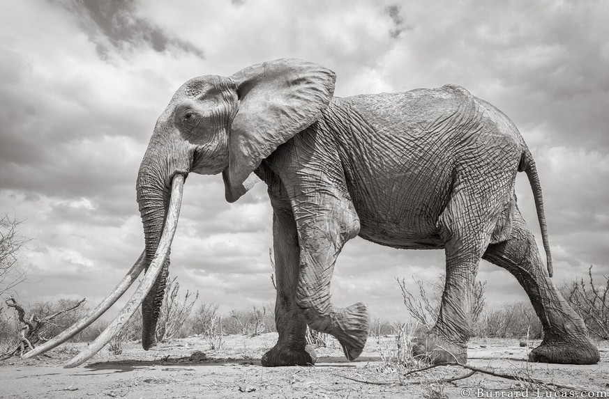 Afrika Diese Fotos Zeigen Einen Der Seltensten Elefanten Der Welt Watson