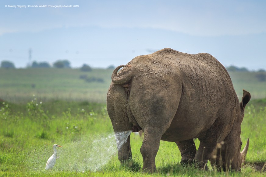 Tiere: 11 Fotos, die zeigen, wie lustig es in der Natur manchmal zugeht