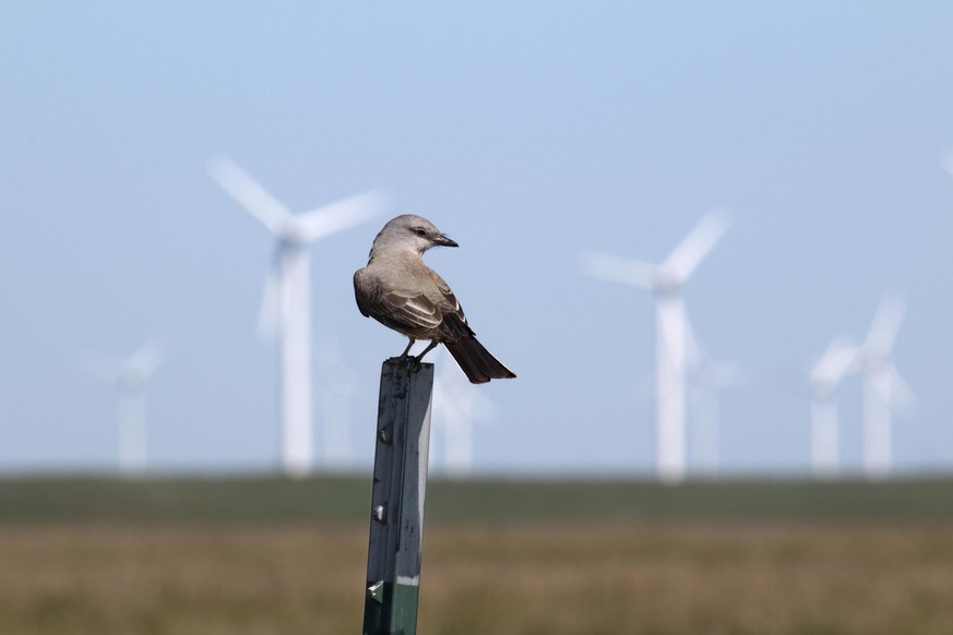 A western kingbird perches on a fence post with huge, spinning wind turbines, part of the 250 turbines in the Cedar Creek Wind Farm visible in the background on the hilly plains of Pawnee National Gra ...