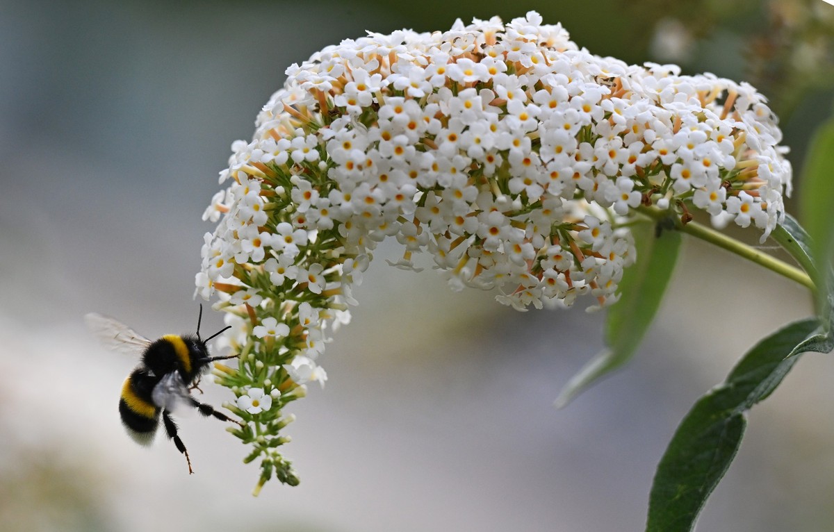 05.08.2022, Th�ringen, Erfurt: Eine Hummel fliegt zu den Bl�ten des Sommerflieder. Die bundesweite Mitmachaktion �Insektensommer� des Naturschutzbunds Deutschland (Nabu) beginnt am 5. August. Interess ...