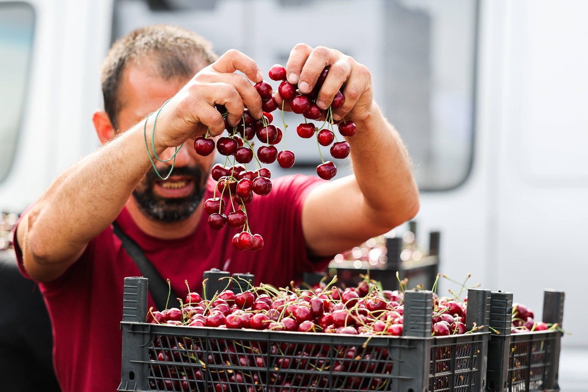 RUSSIA, ZAPOROZHYE REGION - JUNE 6, 2024: A man shops for sweet cherries in the village of Terpenye. Sweet cherry harvest was not affected by weather conditions in Russia. The Russian Agriculture Mini ...