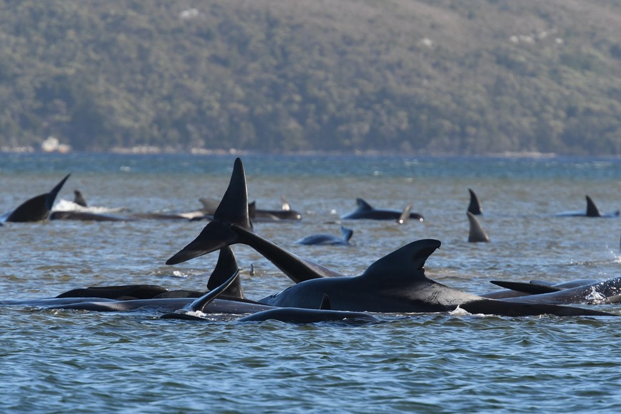 Grindwale sind an einer Sandbank im Hafen von Macquarie in der Nähe von Strahan an der Westküste Tasmaniens gestrandet. 25 der rund 270 an der australischen Insel Tasmanien gestrandeten Grindwale sind ...