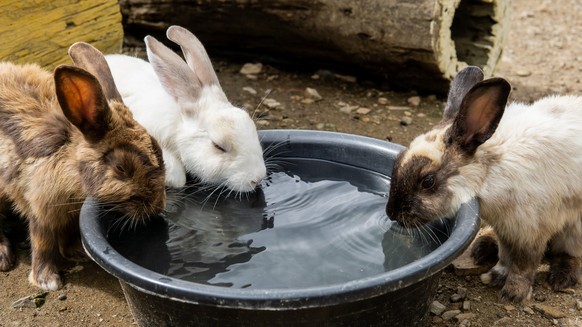 Auch Kleintiere, wie Kaninchen brauchen viel Flüssigkeit bei hohen Temperaturen. 