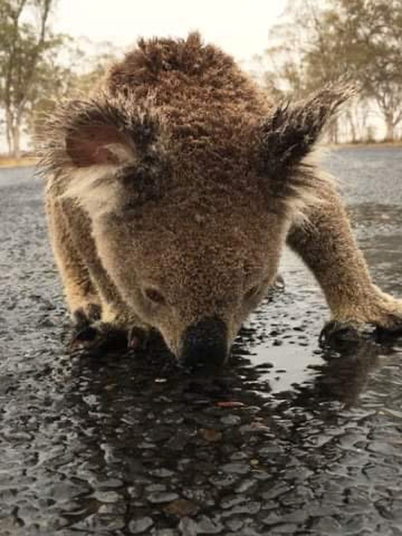 A koala licks rainwater off a road near Moree, New South Wales, Australia in this January 16, 2020 picture obtained from social media. PAMELA SCHRAMM /via REUTERS THIS IMAGE HAS BEEN SUPPLIED BY A THI ...