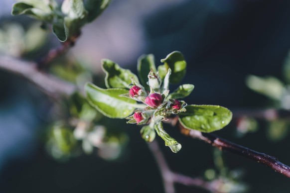 Kaprun THEMENBILD - Wassertropfen auf einer Apfelbluete, aufgenommen am 18. April 2020, Kaprun, Oesterreich // Waterdrops on an apple blossom on 2020/04/dd, Kaprun, Austria. *** Kaprun THEMENBILD Wate ...