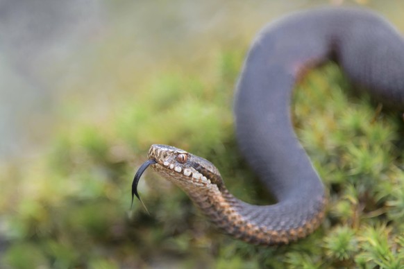 Kreuzotter Vipera berus, Höllenotter, Bayern, Deutschland, Europa *** Adder Vipera berus , Hell adder, Bavaria, Germany, Europe Copyright: imageBROKER/ChristophxBosch ibxcbo07191789.jpg Bitte beachten ...