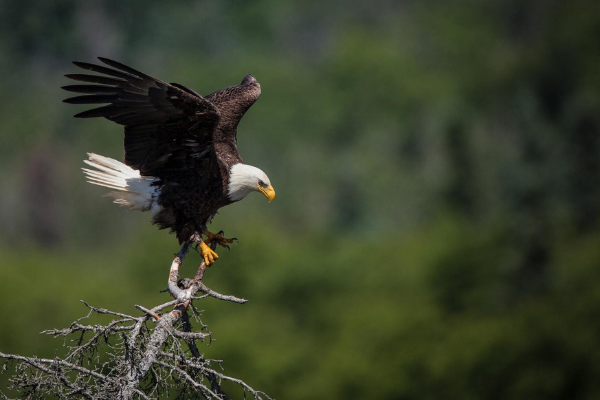 A bald eagle lands in a tree above Brooks Falls, Katmai National Park