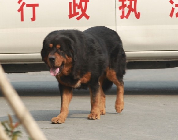 The Tibetan mastiff is besieged by vehicles before it is shot dead in a residential quarter in Zhengzhou city, central Chinas Henan province, 22 October 2013. A Tibetan mastiff was shot dead on Tuesda ...