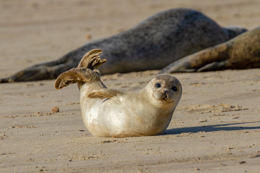 Robbe am Strand von Horsey