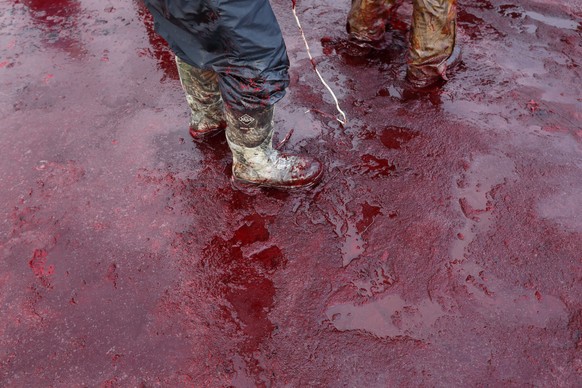 In this Oct. 7, 2014, photo, men in boots move through blood from a bowhead whale as they finish with the butchering process on a field near Barrow, Alaska. After a whale is divided and shared, blood  ...