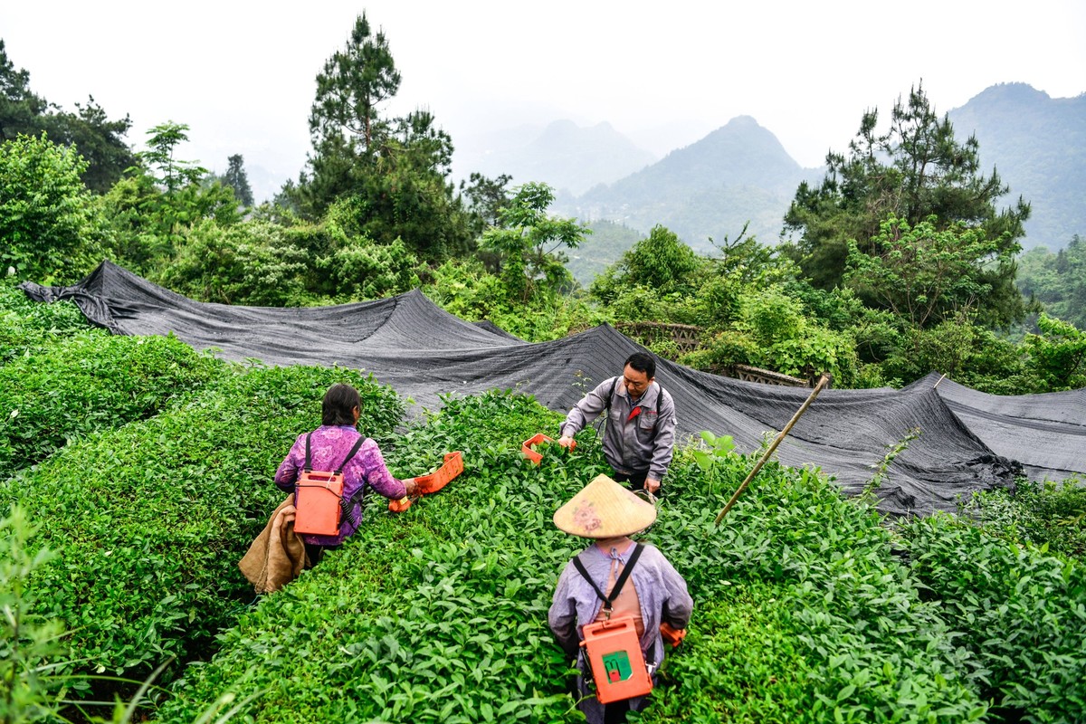 250517 --GUIYANG, May 17, 2025 -- Farmers harvest tea leaves for matcha production at a tea garden in Luoxiang Village of Nuxi Town in Jiangkou County, southwest China s Guizhou Province, May 15, 2025 ...